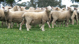 Coopworth Sheep Attributes